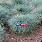 Rumput Fescue Tinggi untuk Halaman, Apa Kelebihannya