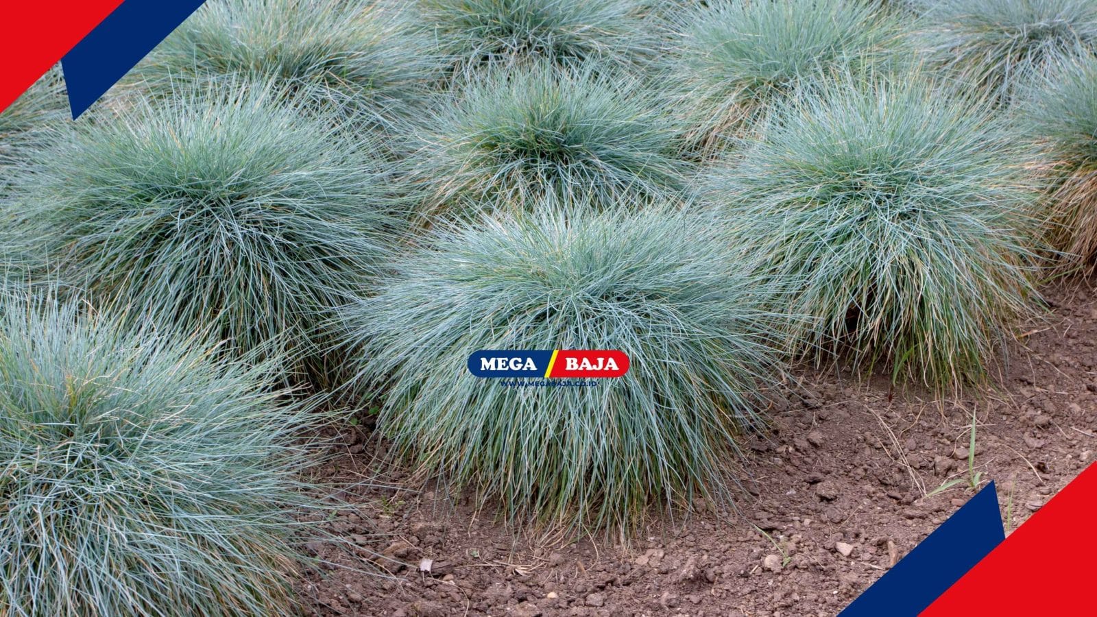 Rumput Fescue Tinggi untuk Halaman, Apa Kelebihannya