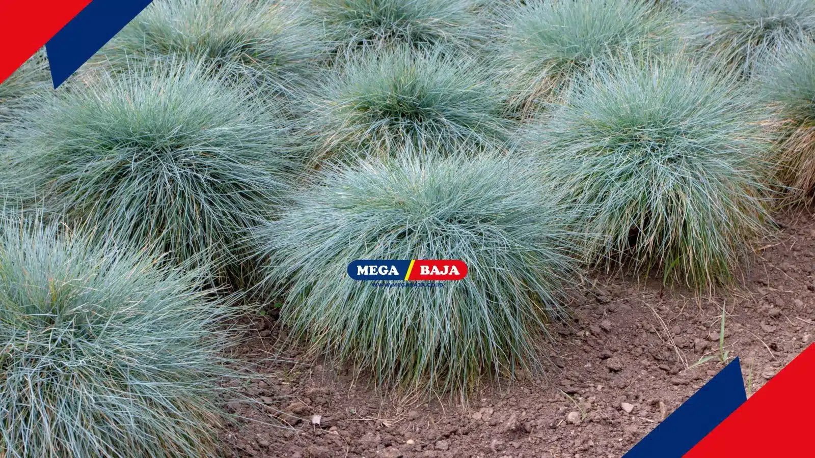 Rumput Fescue Tinggi untuk Halaman, Apa Kelebihannya