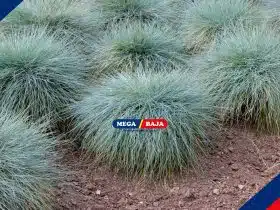 Rumput Fescue Tinggi untuk Halaman, Apa Kelebihannya