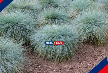 Rumput Fescue Tinggi untuk Halaman, Apa Kelebihannya