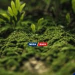 Alasan Kenapa Harus Menghadirkan Taman Lumut dan Cara Menanamnya