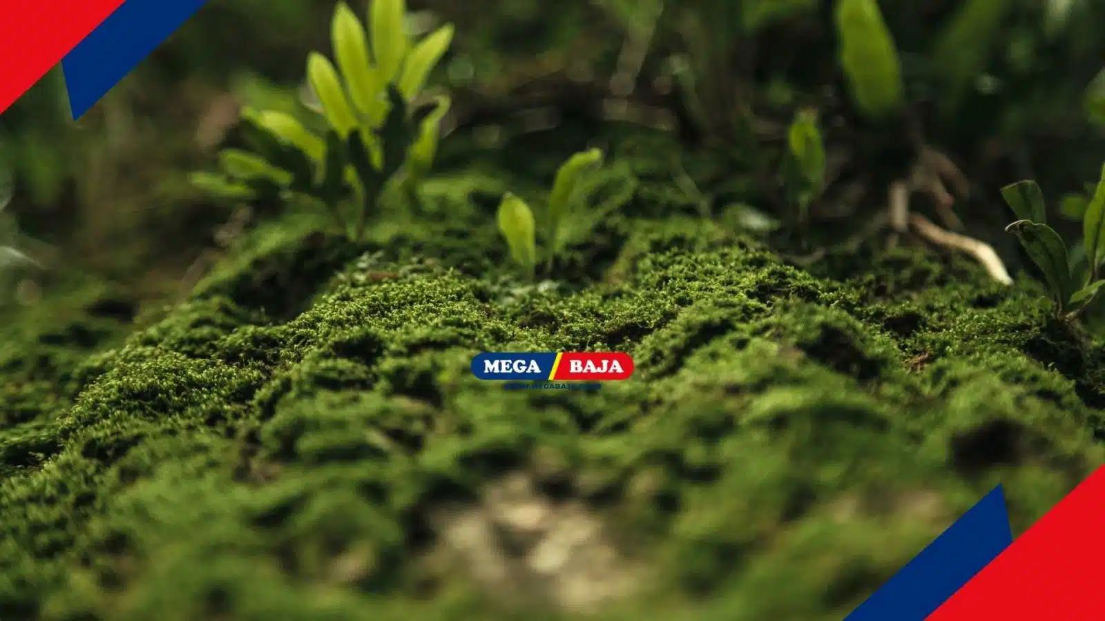 Alasan Kenapa Harus Menghadirkan Taman Lumut dan Cara Menanamnya