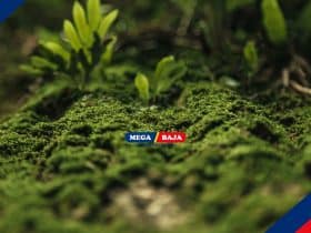 Alasan Kenapa Harus Menghadirkan Taman Lumut dan Cara Menanamnya