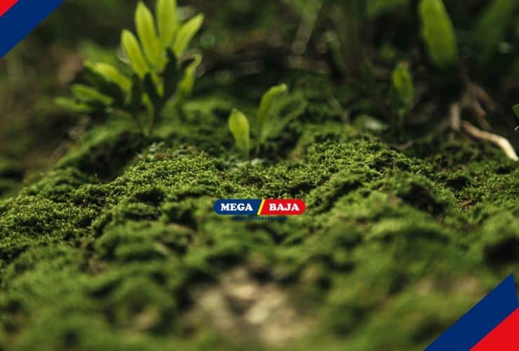 Alasan Kenapa Harus Menghadirkan Taman Lumut dan Cara Menanamnya