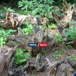 Bikin Hutan Mini di Halaman Rumah dengan Taman Stumpery, Yuk!