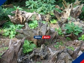 Bikin Hutan Mini di Halaman Rumah dengan Taman Stumpery, Yuk!