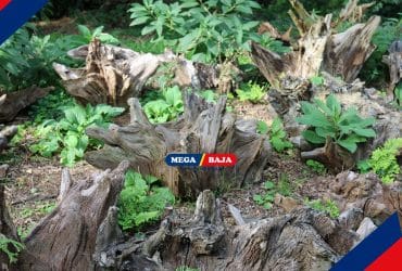Bikin Hutan Mini di Halaman Rumah dengan Taman Stumpery, Yuk!