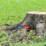 Dari Sisa Tunggul Jadi Dekorasi Baru_ Ide Memanfaatkan Tunggul Pohon di Halaman Rumah