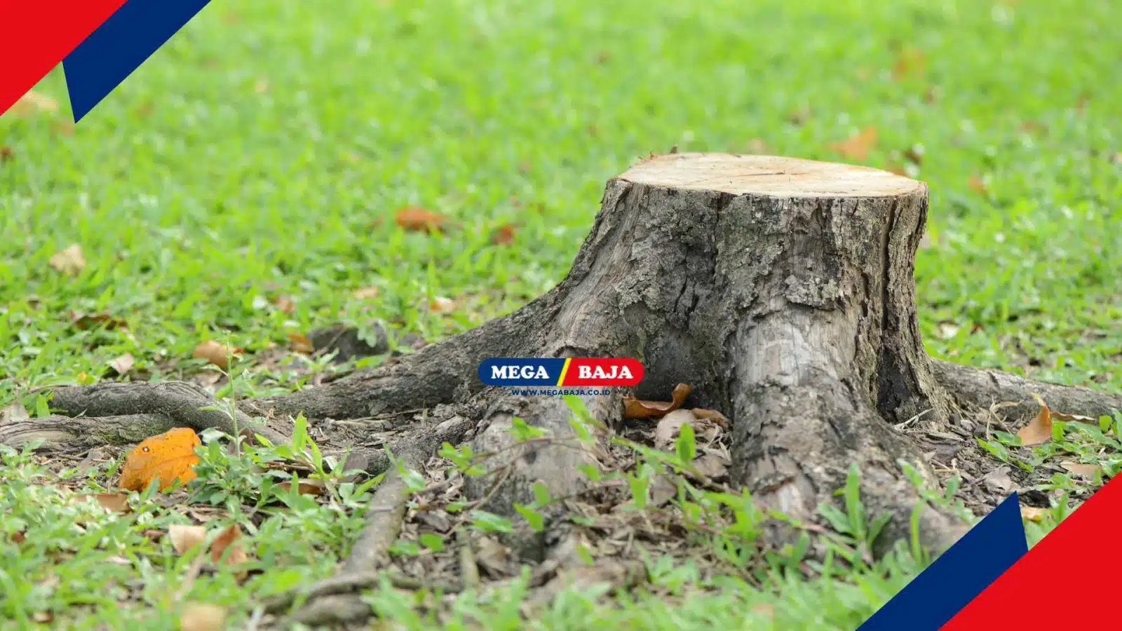 Dari Sisa Tunggul Jadi Dekorasi Baru_ Ide Memanfaatkan Tunggul Pohon di Halaman Rumah