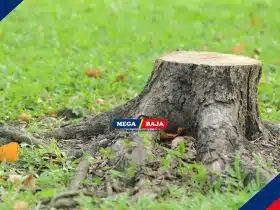 Dari Sisa Tunggul Jadi Dekorasi Baru_ Ide Memanfaatkan Tunggul Pohon di Halaman Rumah