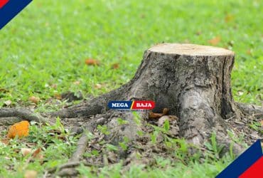 Dari Sisa Tunggul Jadi Dekorasi Baru_ Ide Memanfaatkan Tunggul Pohon di Halaman Rumah