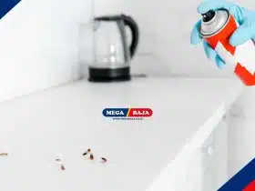 Panduan Membasmi Kecoa di Kamar Mandi dengan Efektif