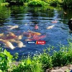 Simak! Langkah-Langkah Membuat Kolam Ikan Minimalis di Halaman Rumah