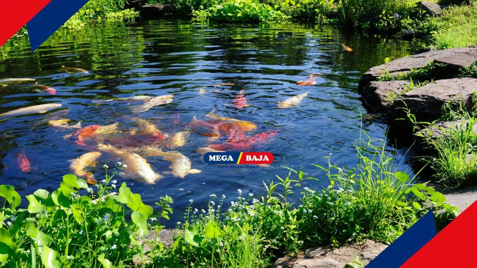 Simak! Langkah-Langkah Membuat Kolam Ikan Minimalis di Halaman Rumah