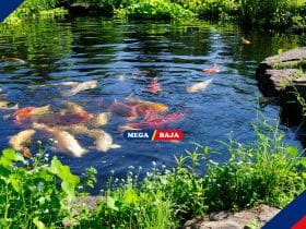 Simak! Langkah-Langkah Membuat Kolam Ikan Minimalis di Halaman Rumah