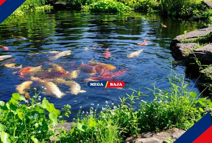 Simak! Langkah-Langkah Membuat Kolam Ikan Minimalis di Halaman Rumah