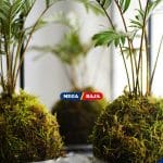Uniknya Kokedama, Seni Menghias Tanaman dari Jepang