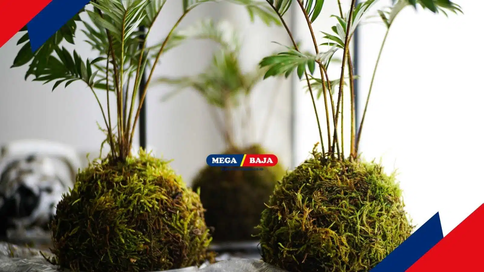 Uniknya Kokedama, Seni Menghias Tanaman dari Jepang