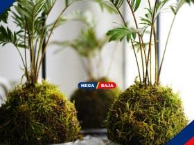 Uniknya Kokedama, Seni Menghias Tanaman dari Jepang