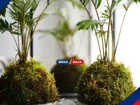 Uniknya Kokedama, Seni Menghias Tanaman dari Jepang