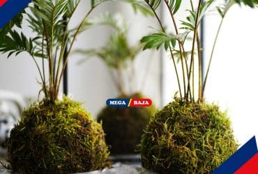 Uniknya Kokedama, Seni Menghias Tanaman dari Jepang