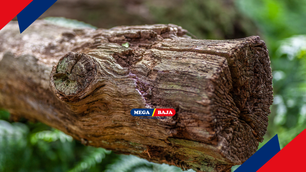 Kekuatan karakter sebuah taman stumpery sangat bergantung pada pemilihan jenis kayu