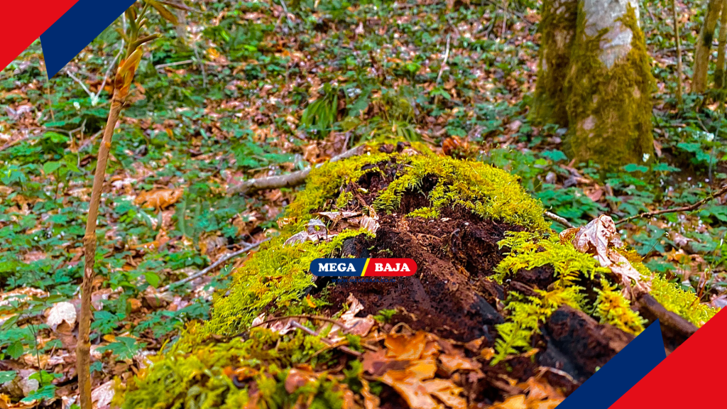 Menata Tunggul Dengan Sentuhan Artistik Profesional