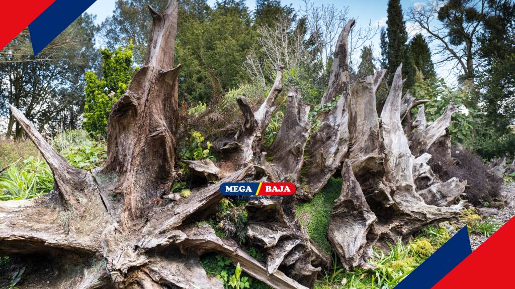 Pemanfaatan limbah kayu hutan yang sudah tumbang.