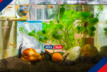 Pesona Kekuatan Besi Siku Untuk Wadah Estetika Akuarium Modern