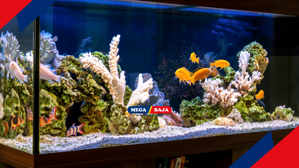 Fleksibilitas Dimensi Sesuai Kebutuhan Ruang Anda di Akuarium Cantik