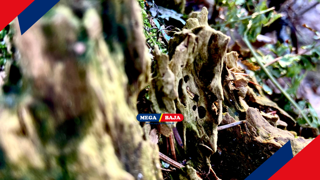 Kemampuan kayu tua dalam menyerap air hujan secara perlahan membantu area di sekitarnya tetap terhidrasi