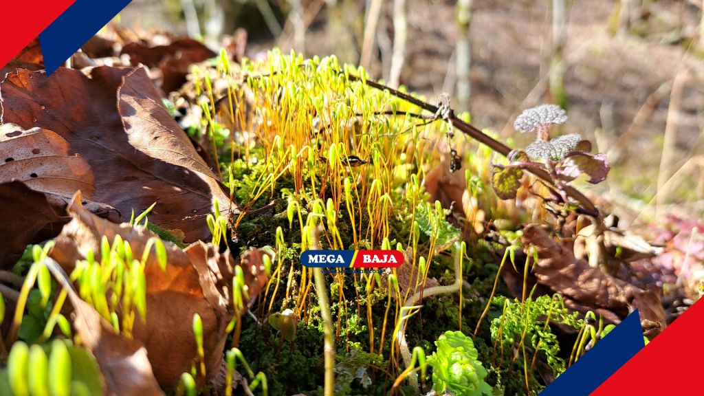 Pemberian lampu sorot dari bawah tumpukan akar