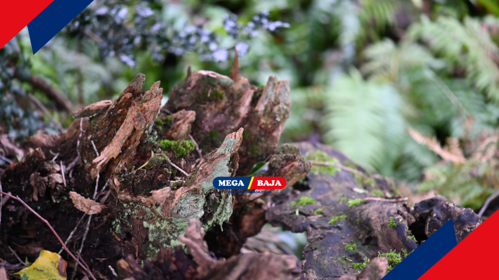 Jejak Sejarah Akar Pohon Penuh Makna