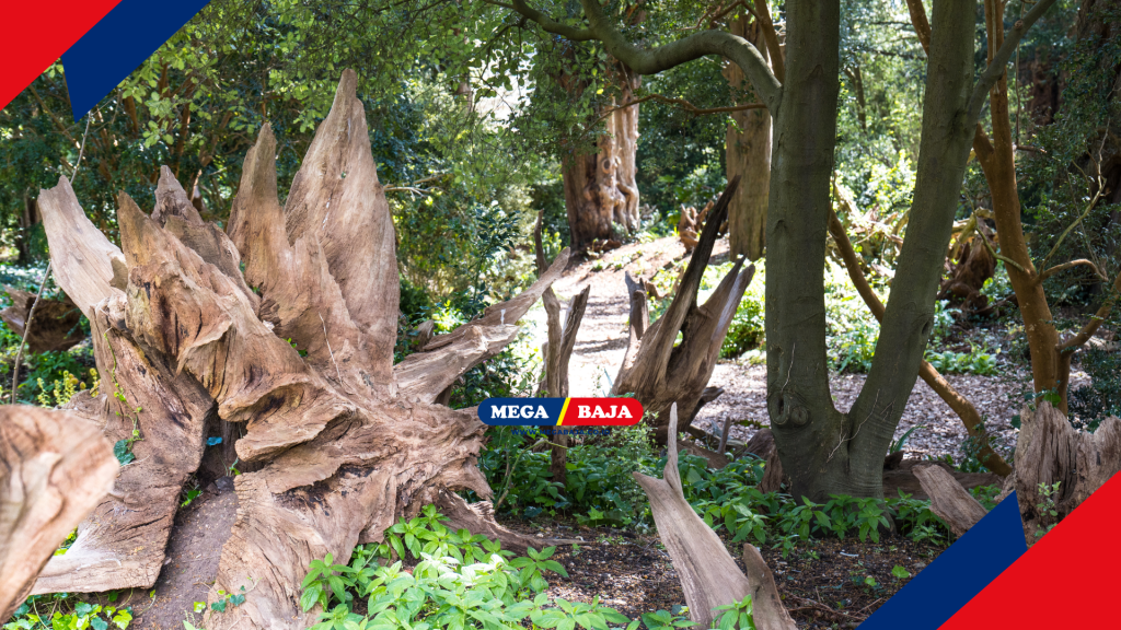 Keajaiban Ekologis Dalam Pelukan Kayu Lapuk