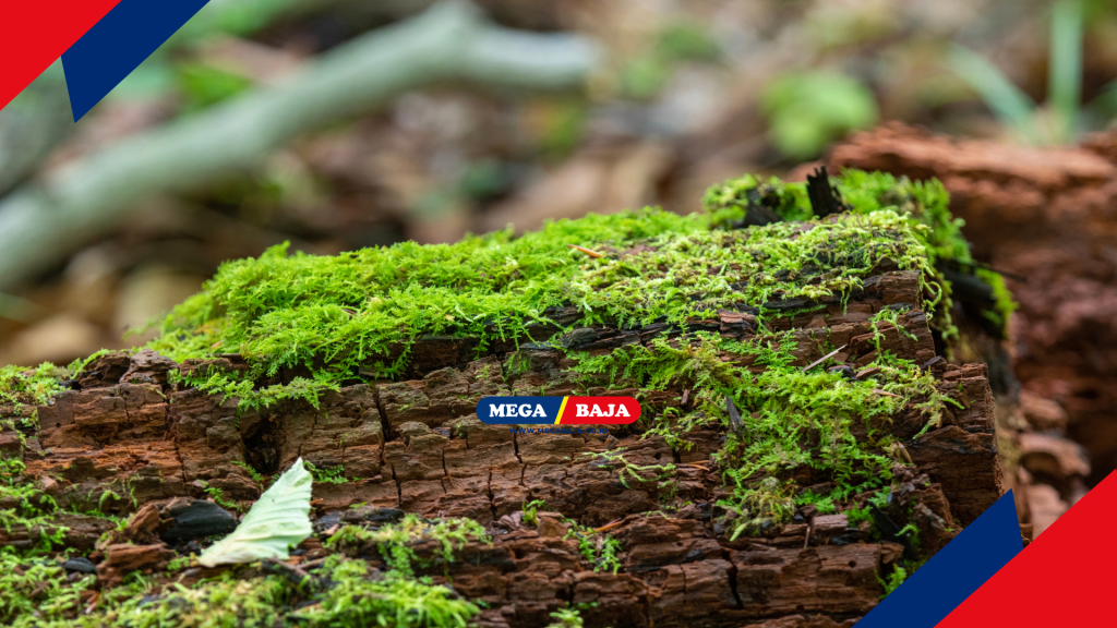 Kelembutan lumut yang menyelimuti permukaan batang kayu