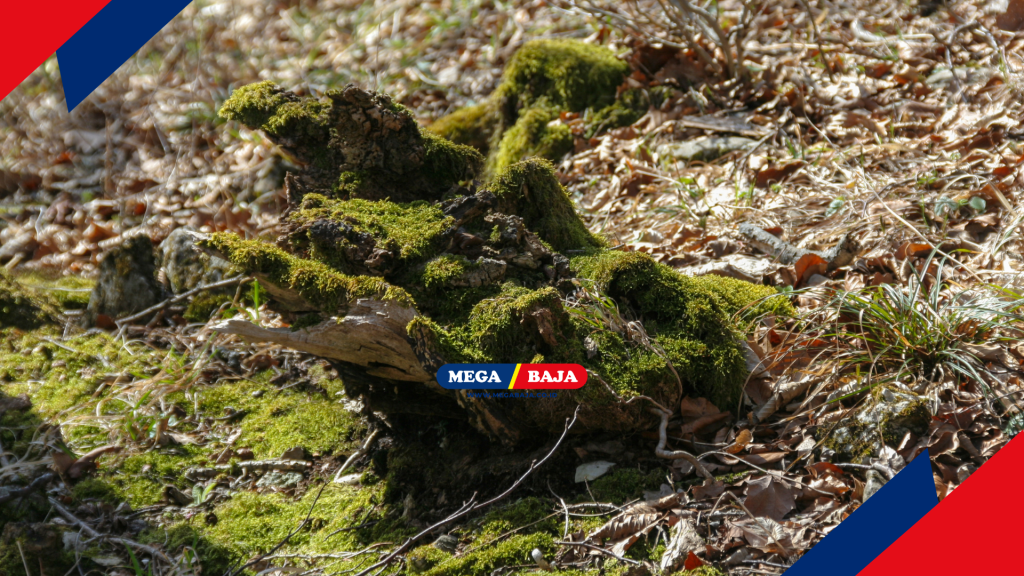 Aroma tanah basah setelah hujan yang terperangkap di antara tunggul pohon memberikan terapi sensorik