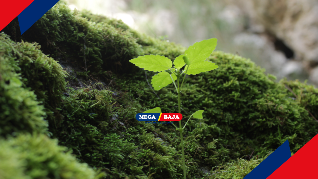 Menjaga kelestarian lumut membutuhkan dedikasi yang konsisten