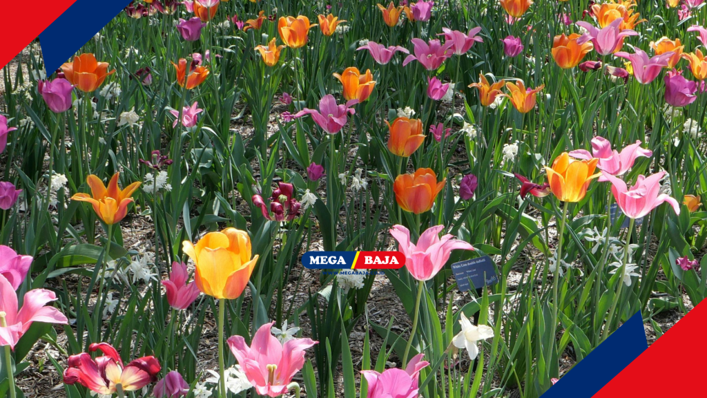 MENGHADIRKAN VEGETASI UNTUK KESEGARAN TAMAN ALAMI