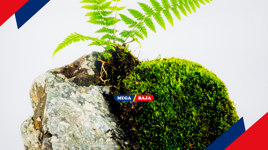 Teknik Efektif Menumbuhkan Lumut Secara Alami