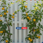 Inspirasi Kebun Buah Mini Pagar Rumah Modern Untuk Hunian Asri