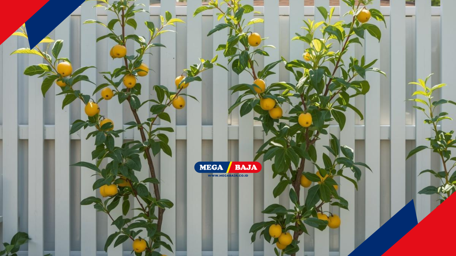 Inspirasi Kebun Buah Mini Pagar Rumah Modern Untuk Hunian Asri