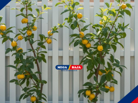 Inspirasi Kebun Buah Mini Pagar Rumah Modern Untuk Hunian Asri
