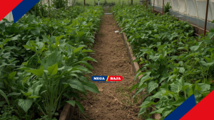 Efisiensi Bisnis Dalam Pengelolaan Kebun Mandiri