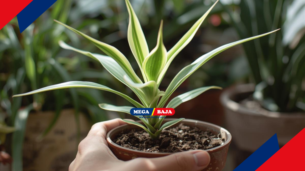 Seni Merawat Kebun Dengan Sentuhan Kasih