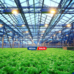 STRUKTUR LAS PERKEBUNAN : BAGAIMANA MEMBANGUN INFRASTRUKTUR AGRIBISNIS YANG TANGGUH?