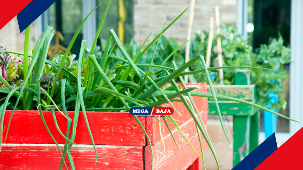 Panen Bawang Hijau di Kebun Rooftop