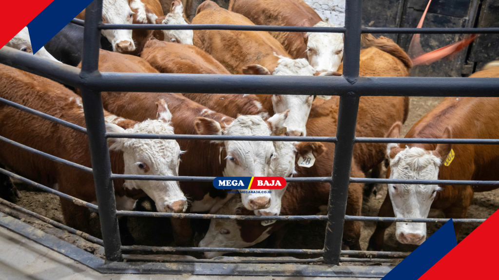 Mengatur Tata Letak Kandang untuk Menghindari Stres Hewan