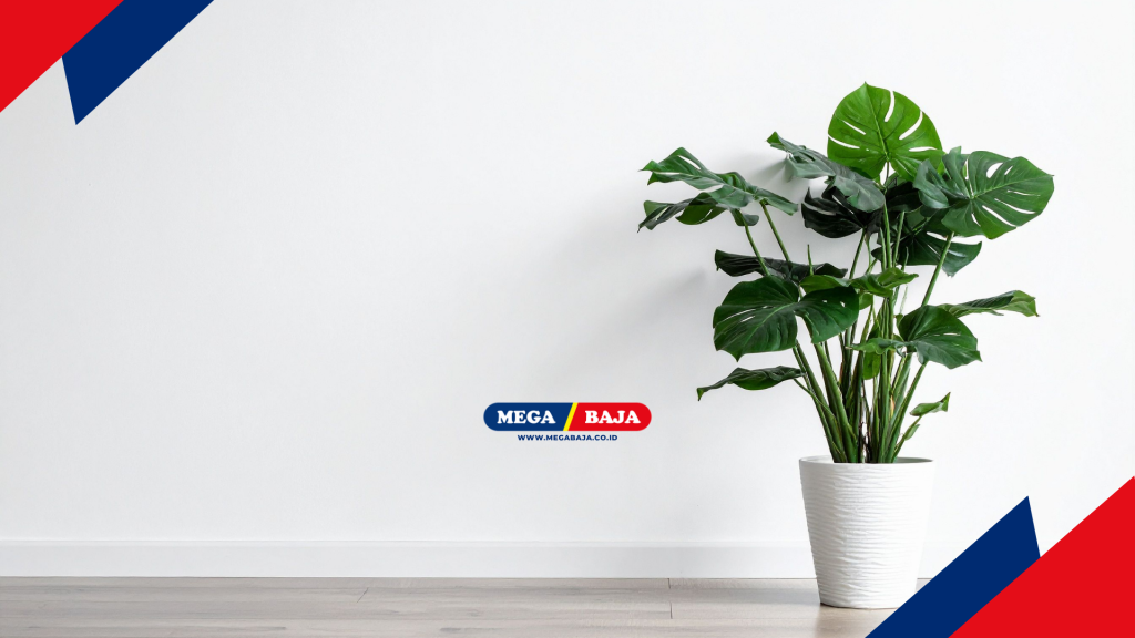 Misalnya Monstera, banyak diminati karena memiliki motif daun yang cantik