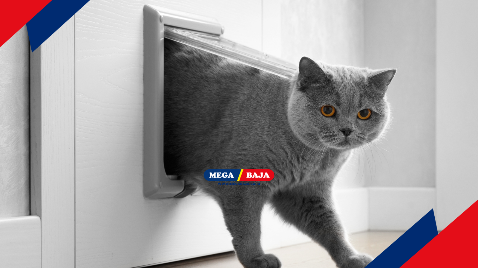 PINTU KUCING PRAKTIS : BAGAIMANA MEMILIH AKSES HEWAN DI RUMAH ANDA?